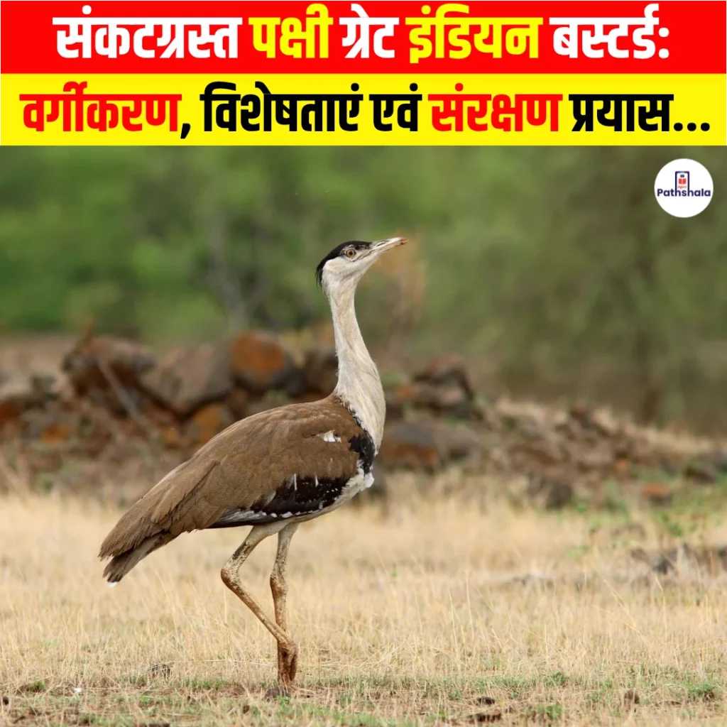 Great Indian Bustard