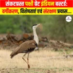 संकटग्रस्त पक्षी Great Indian Bustard: वर्गीकरण, विशेषताएं एवं संरक्षण प्रयास