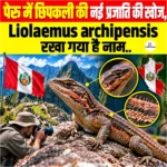 पेरू में छिपकली की नई प्रजाति की खोज, Liolaemus archipensis रखा गया है नाम