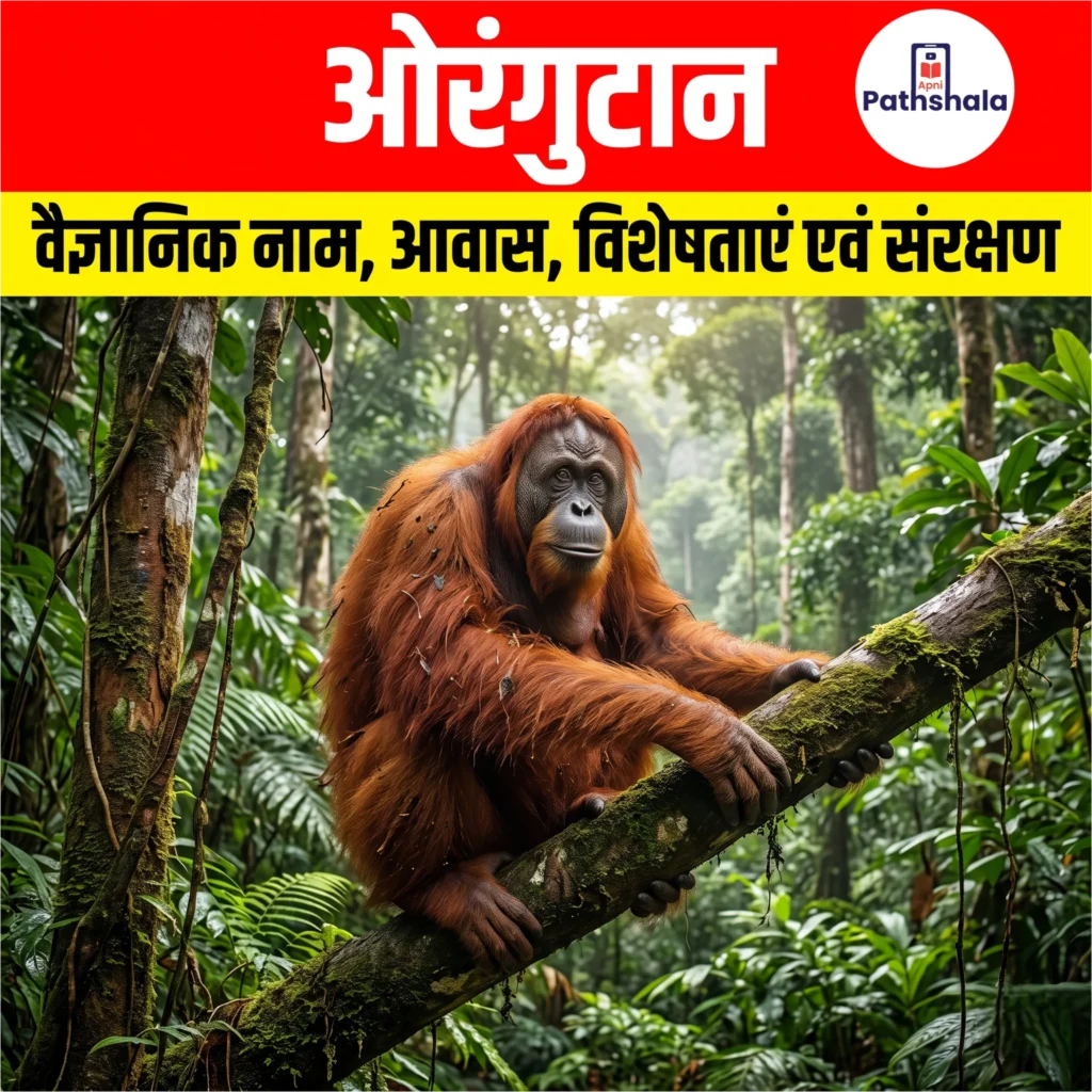 Orangutan