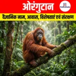 Orangutan: वैज्ञानिक नाम, आवास, विशेषताएं एवं संरक्षण स्थिति