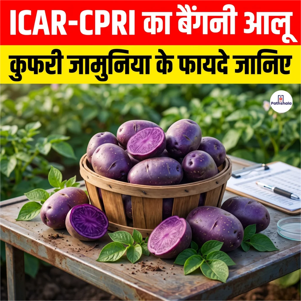 Kufri Jamunia Purple Potato