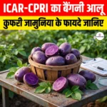 Kufri Jamunia Purple Potato: ICAR-CPRI विकसित बैंगनी आलू कुफरी जामुनिया, जानिए इस आलू के फायदे