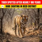 Nearly 100 Years Later Tiger Spotted in Beed District