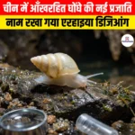 चीन में आँखरहित घोंघे की नई प्रजाति, Erhaia dijiang रखा गया है नाम