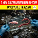 Two Subterranean Fish Species Discovered in Assam: Gitchak nakana & Rakthamichthys anchi