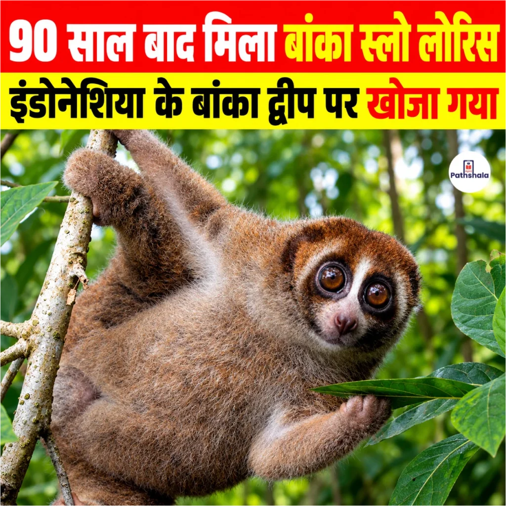 Bangka Slow Loris