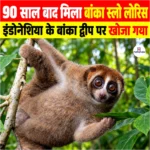 90 साल बाद मिला Bangka Slow Loris, इंडोनेशिया के बांका द्वीप पर खोजा गया