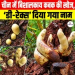 चीन में Giant Fungus Discovery, ‘D-Rex’ दिया गया नाम