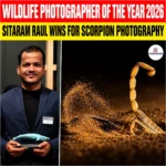 Wildlife Photographer of the Year 2026: Sitaram Raul Won the Award for Scorpion Photography