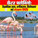 Greater Flamingo: वैज्ञानिक नाम, वर्गीकरण, विशेषताएं एवं संरक्षण स्थिति