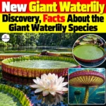 New Giant Waterlily Discovery, Facts About the Species