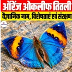 Orange Oakleaf Butterfly: वैज्ञानिक नाम, वर्गीकरण, विशेषताएं एवं संरक्षण स्थिति