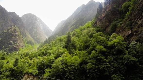 FAO State of the World's Forests 2026