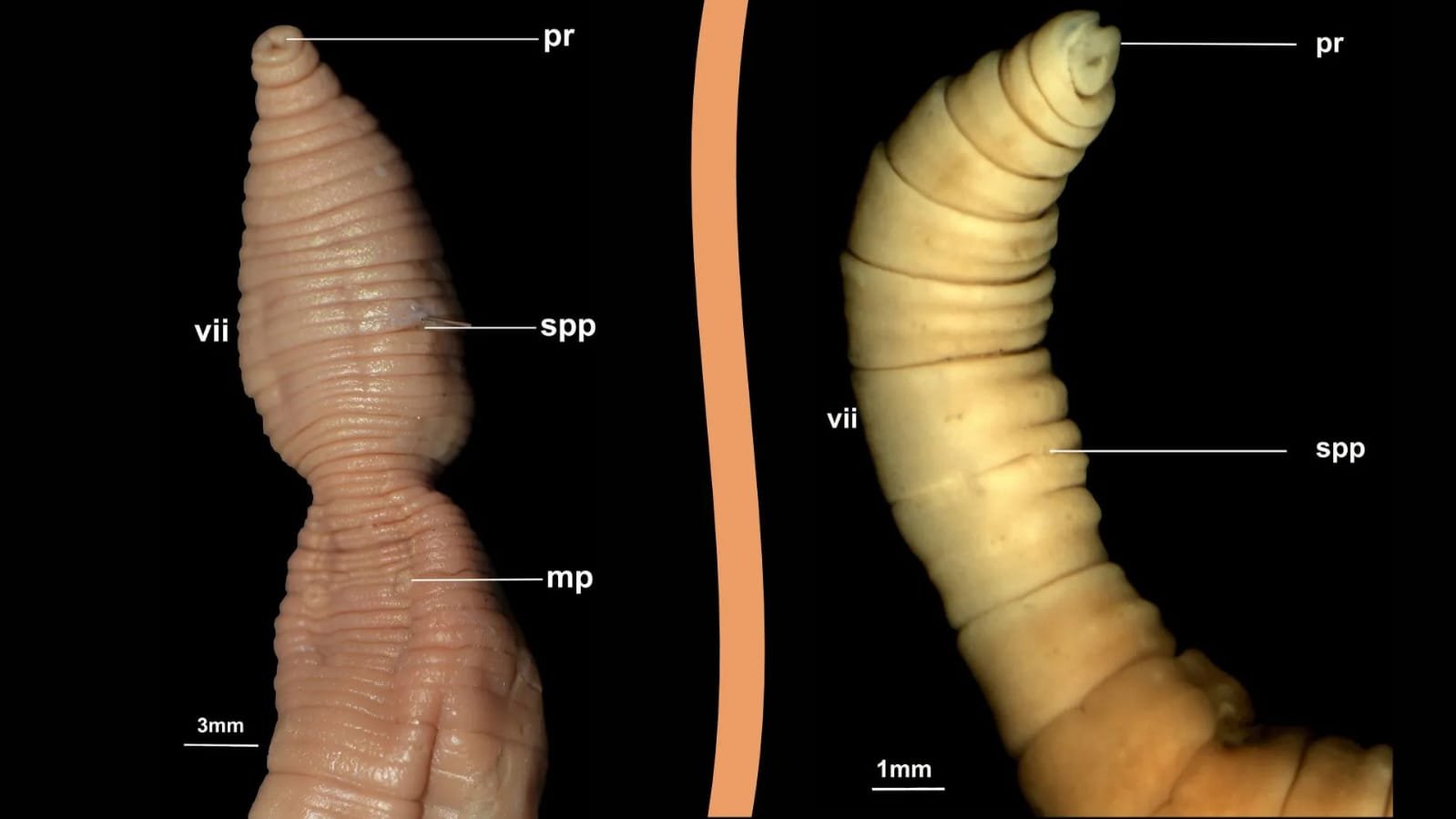 Drawida incomparabilis