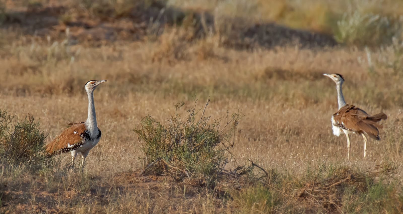 Great Indian Bustard