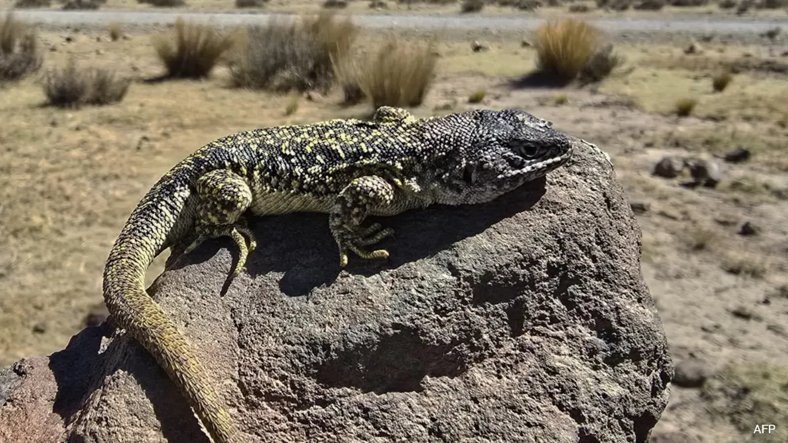 Liolaemus archipensis