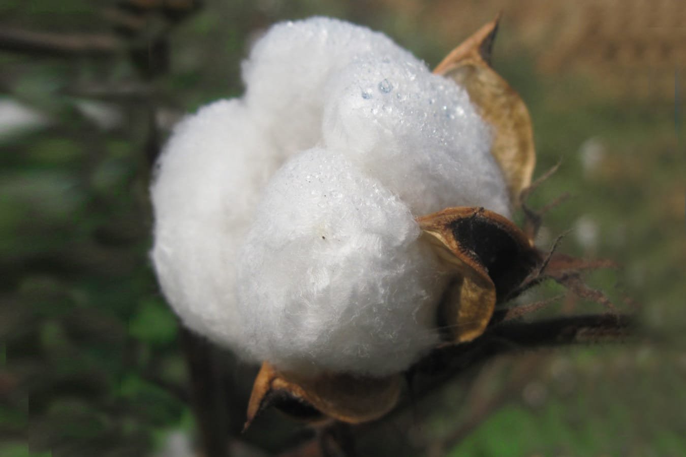 World Cotton Day