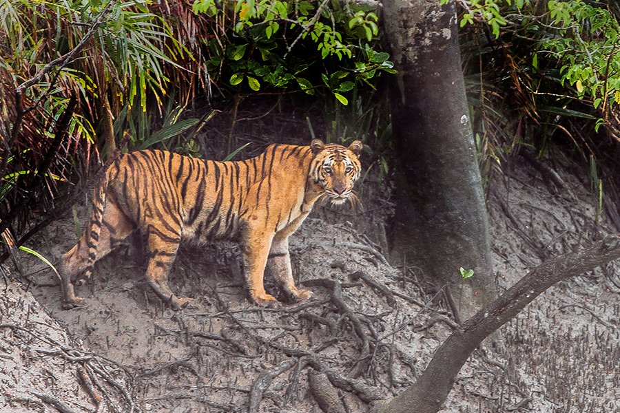 Veerangana Rani Durgavati Tiger Reserve