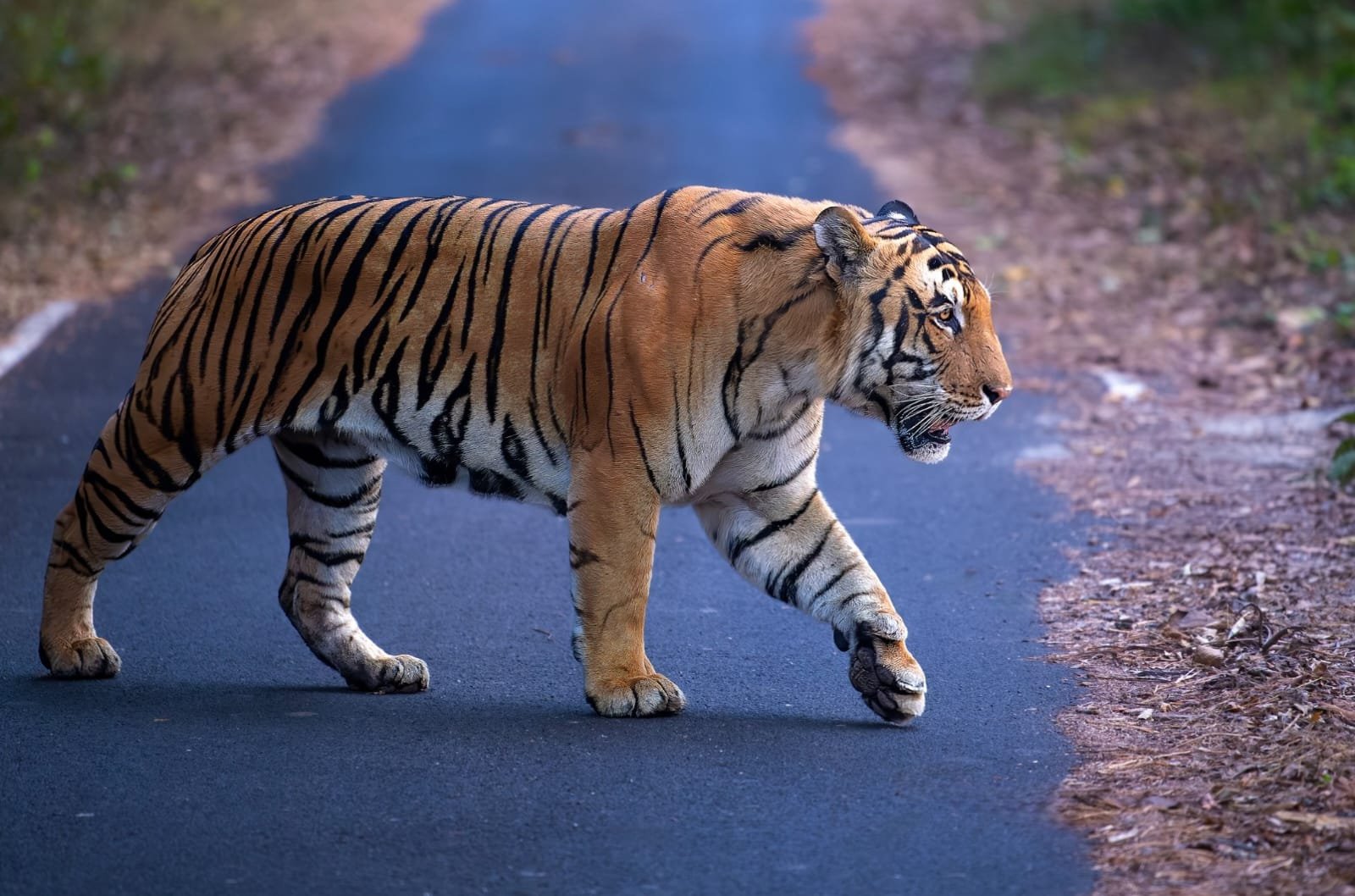 Nameri Tiger Reserve CA|TS Recognition