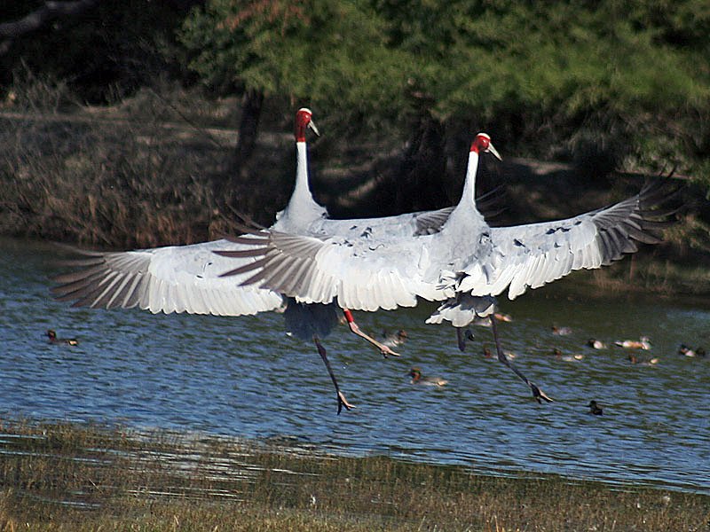 All India Sarus Crane Survey 2026
