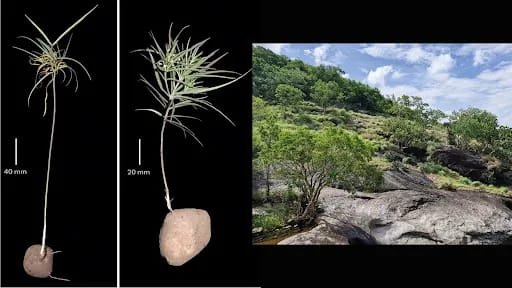 Ceropegia tamilnaduensis: