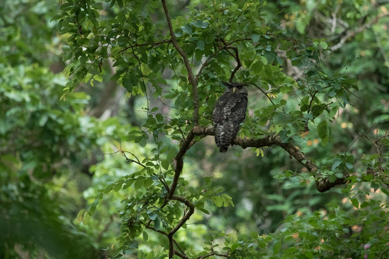 Spot-Bellied Eagle-Owl