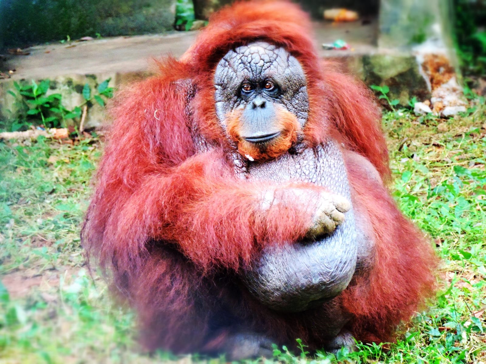 Orangutan