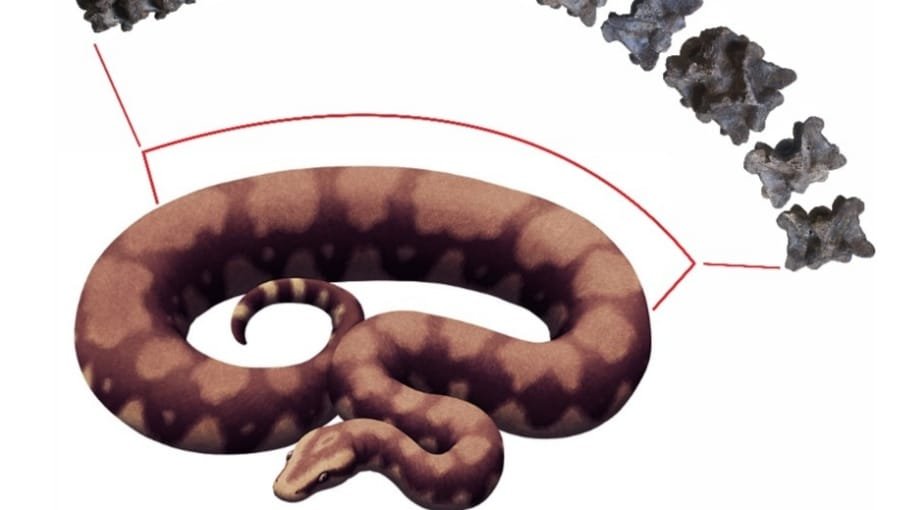 Vasuki Indicus Fossil