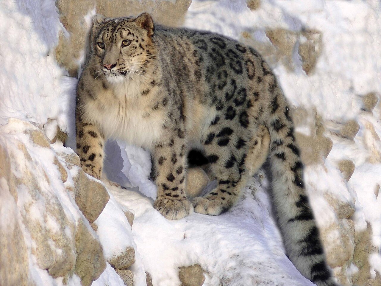 International Snow Leopard Day