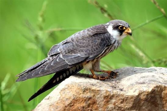 Amur Falcons Apapang or Alang