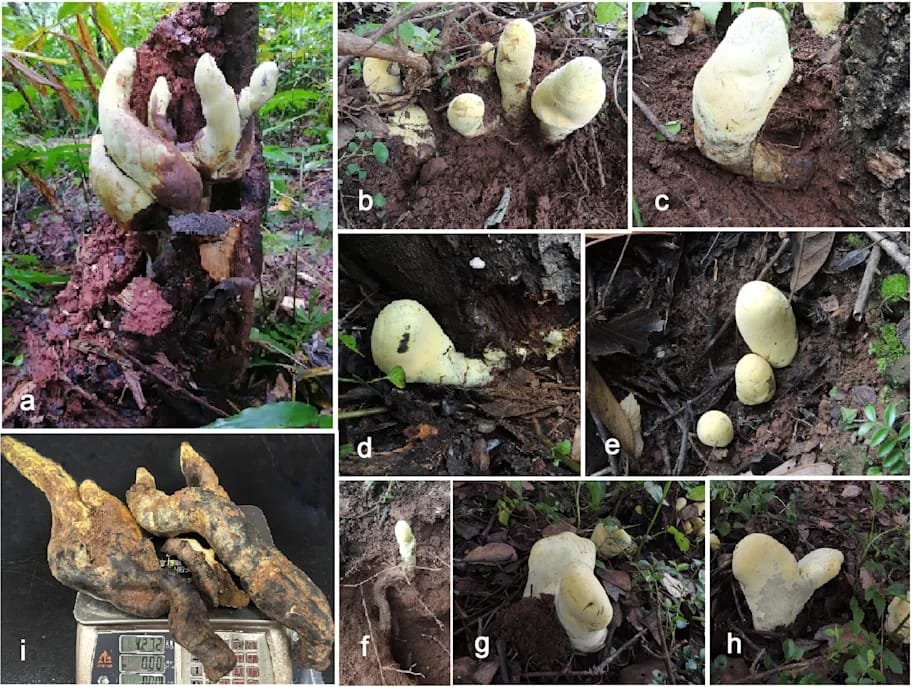 Giant Fungus Discovery in China