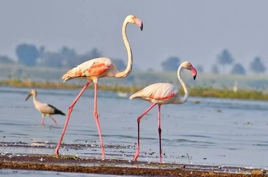 Greater Flamingo