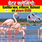 Greater Flamingo: वैज्ञानिक नाम, वर्गीकरण, विशेषताएं एवं संरक्षण स्थिति